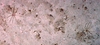 Crinoidea