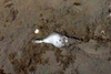 Gastropoda