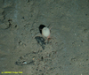 Stalked sponge