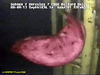 Benthothurian sea cucumber