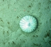 Tromikosoma