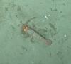 Shrimp