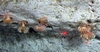Desmophyllum