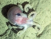 Octopodidae