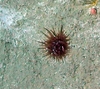 Corallimorpharia