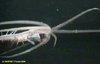 Swimming polychaete