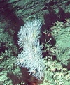 Cnidaria