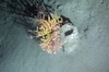 Alcyonacea