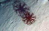 Umbellula sp.