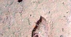 Porifera