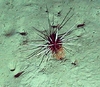 Histocidaris purpurata