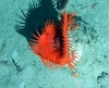 Actinoscyphia