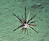 Cidaris cidaris