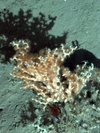 Madrepora oculata