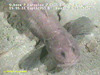 Eelpout