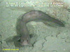 Eelpout