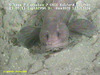 Eelpout