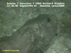 Eelpout