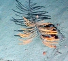 Anthozoa