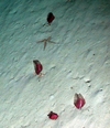 Pennatula aculeata