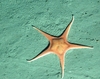 Asteroidea