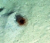 Ceriantharia