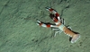 Nephrops