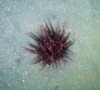 Cnidaria