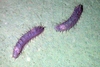 Benthogone rosea