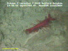 Plesiopenaeus shrimp