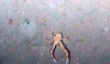 Galatheidae
