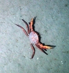 Chaceon