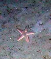 Asteroidae