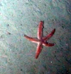 Asteroidae