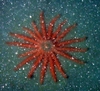 Asteroidae