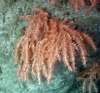 Primnoa