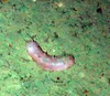 Holothuroidea