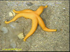 Bloody henry starfish