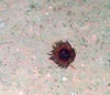 Anthozoa