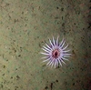 Anthozoa