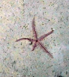 Pentametrocrinus
