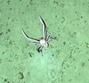 Galatheidae