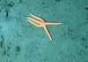 Asteroidae