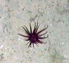 Anthozoa