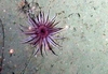 Anthozoa