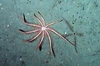 Asteroidae
