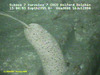 Stalked sponge