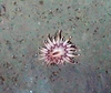 Anthozoa