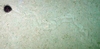 Spatangoida