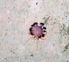 Epizoanthus paguriphilus